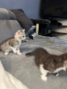 Bkh kitten abgabe bereit