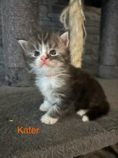 4 Maine Coon Kitten Kater