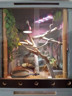 Königspython Hypo/Ghost mit Terrarien