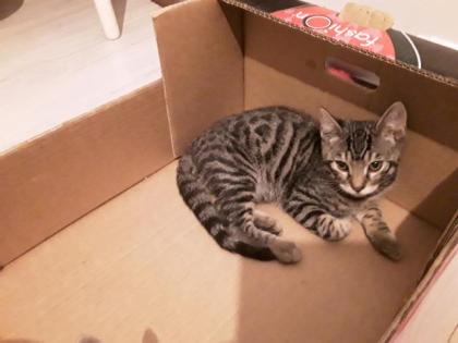 Süsse Bengal Britisch Kurzhaar Kitten