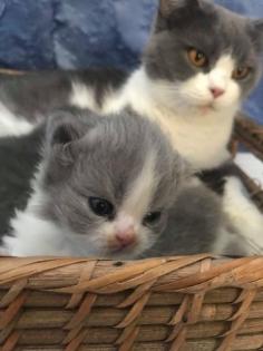 Briten Kitten zu verkaufen