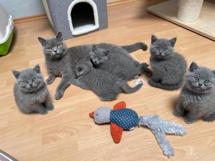 BKH Kitten, Britisch Kurzhaar, Katzenbabys, Kitten