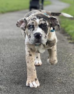 Englische Mastiff - Welpen - aus liebevoller Familienaufzucht