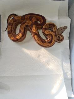 Boa constrictor Morphen