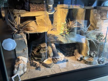 Terrarium inkl. einem Leopardgecko