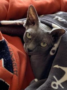 Sphynx Blue