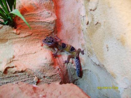Schöne Leopardgeckos ENZ Juni 2021