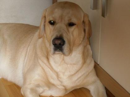 Kräftiges Blondes Labrador männlich, 2 Jahre an liebevolle Hände abzugeben