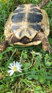 Griechische Landschildkröten