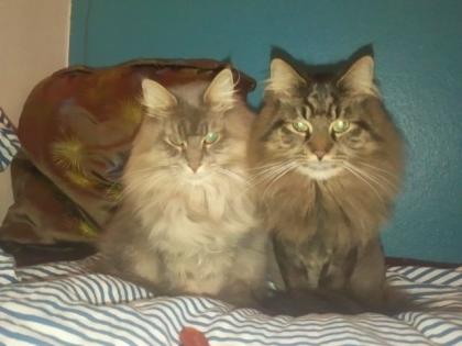 Zwei Liebhaber Maine Coon Kater in gute Hände abzugeben