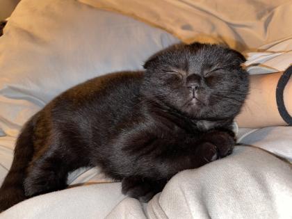 BKH 6 Monate alt Kater