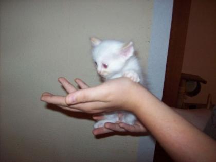 Kleine Süsse Heilige Birma Kiten