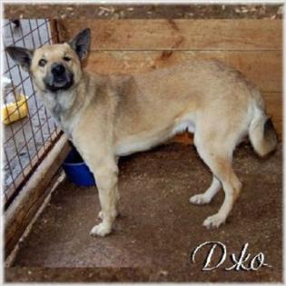 John - einäugiger sanfter Schäferhund -Mix. Weggesperrt in der Ukraine