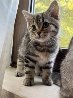 British Shorthair Bengal Mix
