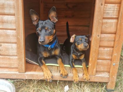 Zwergpinscher/Rehpinscherwelpen
