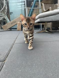 Bengalen Babys suchen neue Dosenöffner