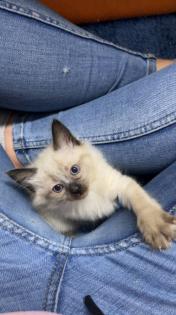 Kitten Siam / Balinese