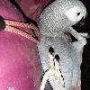 Graupapagei 0. 1 henne gesucht