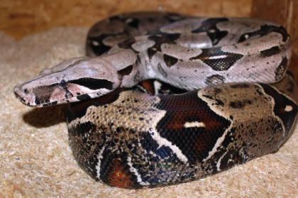 Adulte Boa constrictor / Zuchttiere