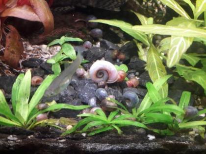 Kleine Posthornschnecke rot, blau, braun Planorbella duryi var. Aquarium Schneck