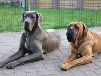 Deutsche Doggenmixrüde 7 Monate