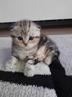 Reinrassige Britisch Kurzhaar Katzenbaby