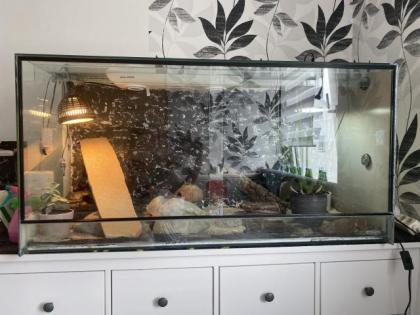 2 Leopardgecko Weibchen Terrarium