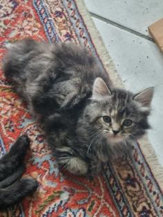 4 Kitten suchen ein neues Zuhause