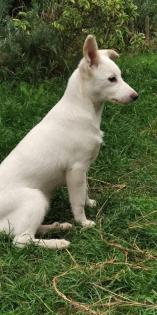 Fauna ist ein verspieltes Hundemädchen