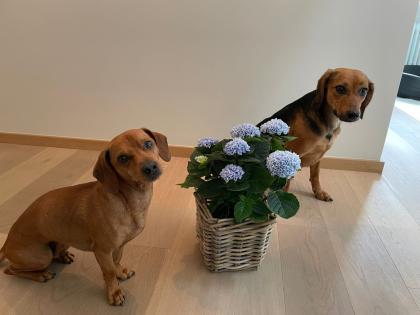 Mona ist ein wunderschönes, liebes und zuckersüßes Hundemädchen