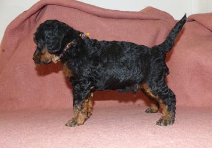 Kleinpudel Rüden in Black and Tan und Fawn