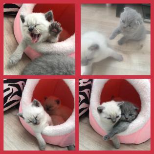 Britische Kurzhaarig BKH Kitten weiß und grau