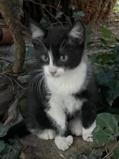 Hauskatze Katzenkinder Katze Kater Kitten