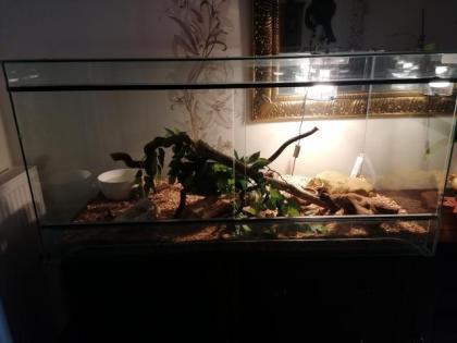 Königspython mit Terrarium