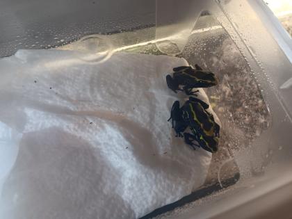 Dendrobates tinctorius nominat 0. 3