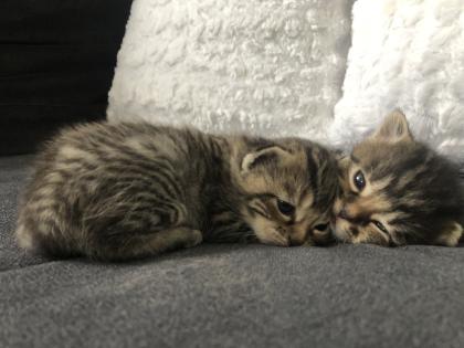 Katzenbabys geboren 23. 4. 23