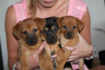 Süsse Zwergpinscher-Chihuahua Welpen