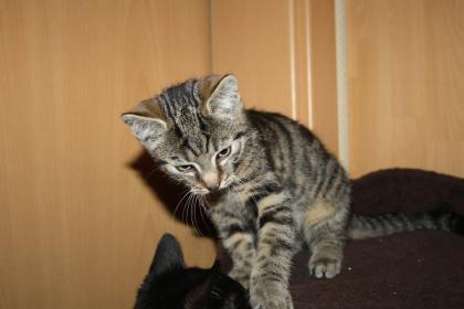 Katzenkinder BKH Mix Weibchen zur Abgabe