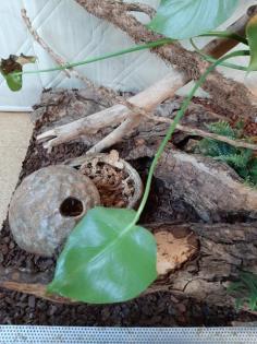 Kornnatter mit Terrarium abzugeben