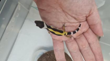 Leopardgecko NZ