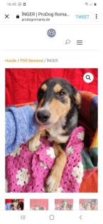 Tolle Welpen, Junghunde Hundesenioren