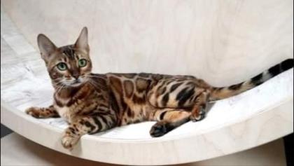 Tris, 2, 5, wk, sucht ein Zuhause