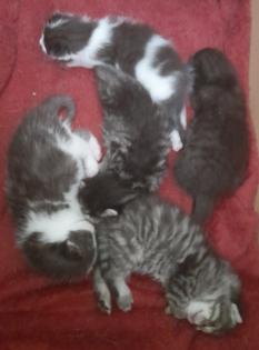 Katzen Babys