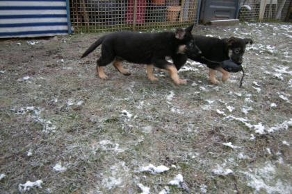 Schäferhundwelpen gerader Rücken mit Roten SV Papieren, vom Züchter