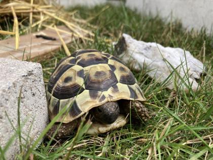 3 Griechische Landschildkröten NZ 2022