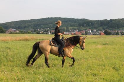 Deckanzeige buckskin Tennessee Walker / Tennessee Walking Horse