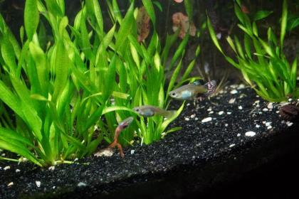Kleine Schrauben Vallisneria Vallisneria tortifolia 15-20 cm