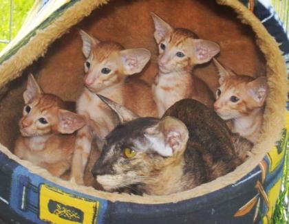 Oriental Babies mit Stammbaum