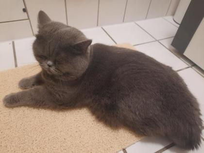 Deckkater Yaman