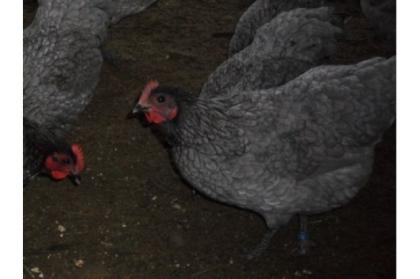 Bruteier Zwerg Australorps blau gesäumt